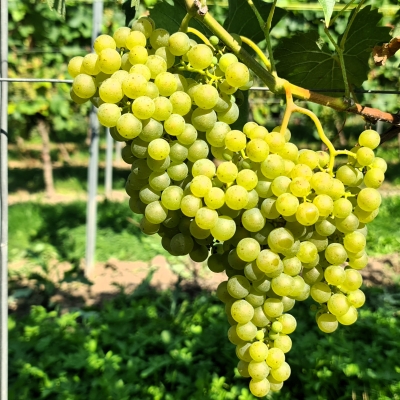 Felicia 20250812 112158